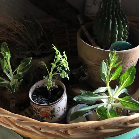 Artemisia Forest Bed & Breakfast *